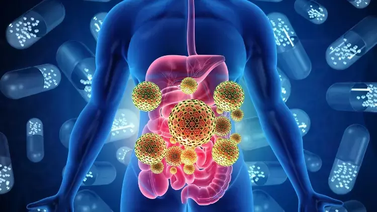 Probiyotiklerin Sindirim Sistemi Etkisi